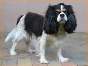 CELESTA Perla Ole�n�