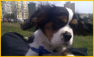 ELIMAR Buco Cassanova