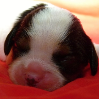 Fiona Buco Cassanova