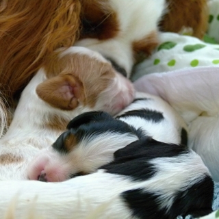 Fabuco Buco Cassanova