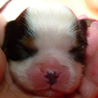 Fedor Buco Cassanova