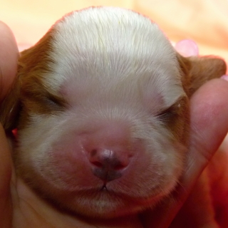 Fabian Buco Cassanova