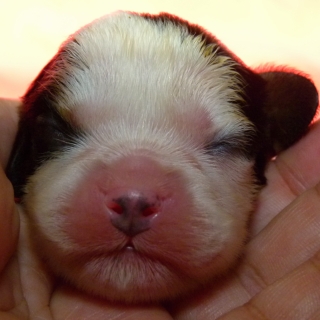 Flippy Buco Cassanova