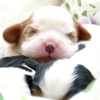 Flippy Buco Cassanova