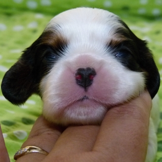 Fedor Buco Cassanova