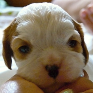 Fabian Buco Cassanova