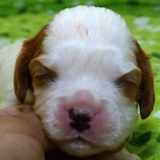 Fabian Buco Cassanova