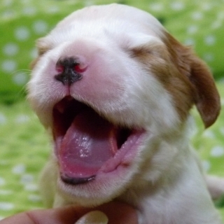 Fabian Buco Cassanova