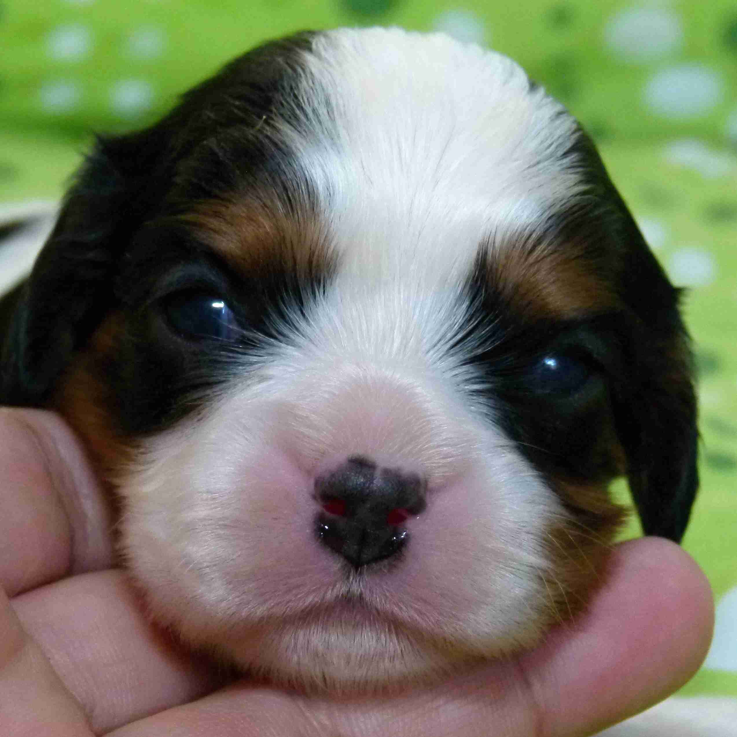 Fabuco Buco Cassanova