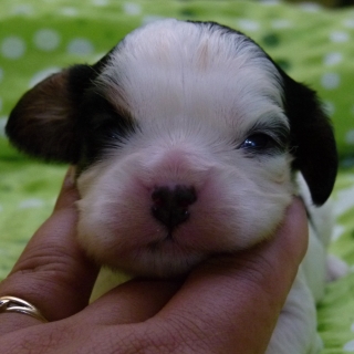 Flippy Buco Cassanova