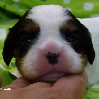 Fiona Buco Cassanova