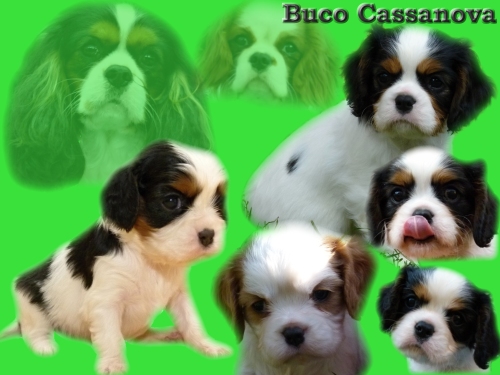 Buco Cassanova
