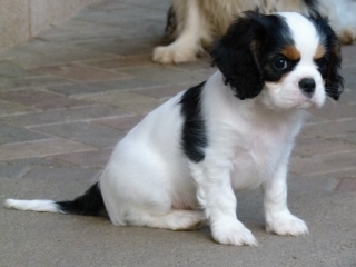 Fedor Buco Cassanova