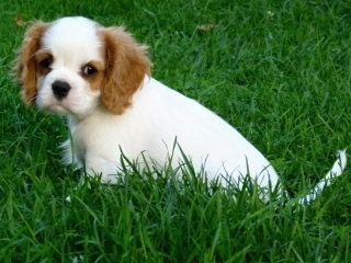 Fabian Buco Cassanova