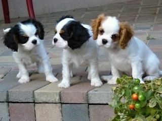 Flippy Buco Cassanova