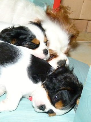 Flippy Buco Cassanova