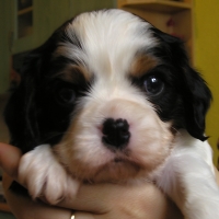 ATHOS Buco Cassanova