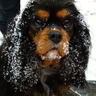 Biggy Buco Cassanova