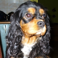 Biggy Buco Cassanova