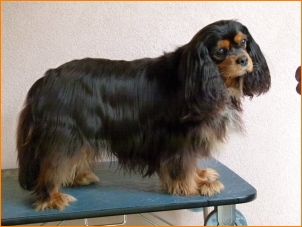 BIGGY Buco Cassanova