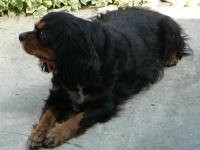 Boney Buco Cassanova