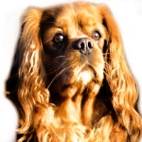 Buggy Buco Cassanova