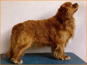 BUGGY Buco Cassanova