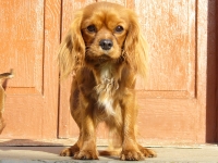 CAMMA Buco Cassanova