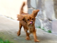 CAMMA Buco Cassanova