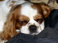 CEDDIE Buco Cassanova