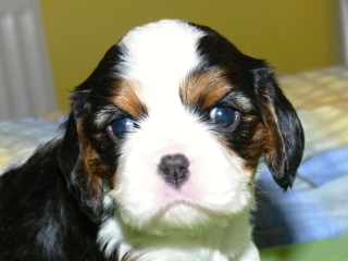 EDITH Buco Cassanova