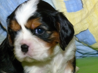 ELIMAR Buco Cassanova