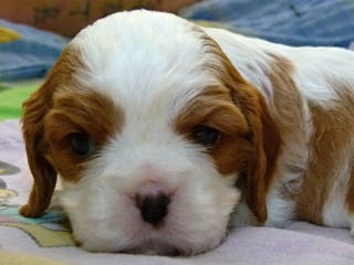 EMILL Buco Cassanova