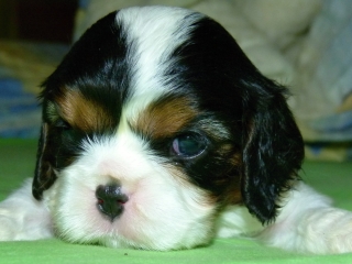 ETIEN Buco Cassanova