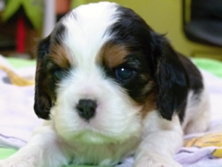 EXPERT Buco Cassanova