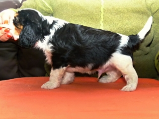 ELIMAR Buco Cassanova