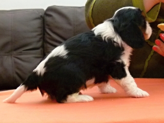 ELIMAR Buco Cassanova