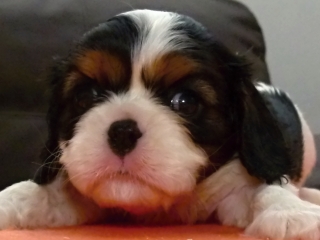 ETIEN Buco Cassanova