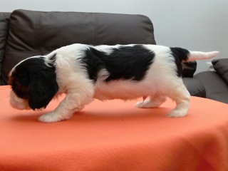 ETIEN Buco Cassanova