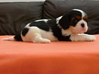 ETIEN Buco Cassanova