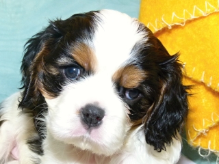 EXPERT Buco Cassanova