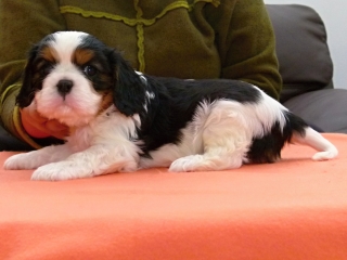 EXPERT Buco Cassanova