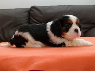 EXPERT Buco Cassanova