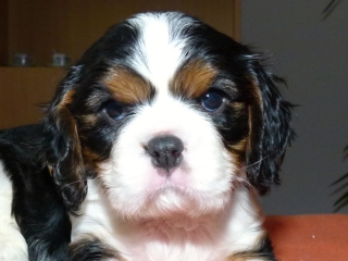 EDDIE Buco Cassanova