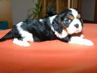 EDDIE Buco Cassanova