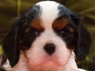 EDITH Buco Cassanova