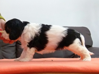 EDITH Buco Cassanova