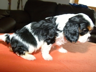 EDITH Buco Cassanova