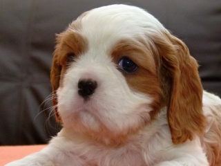 EMILL Buco Cassanova