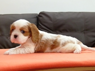 EMILL Buco Cassanova